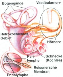 Übersicht über das Innenohr