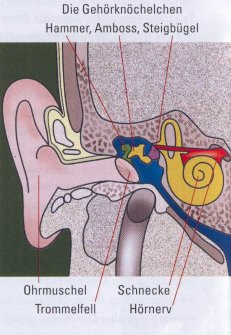 Aufbau des Ohres schematisch