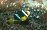 Anemonenfisch
