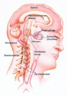Veschaltung von Innenohr und Hirnstamm
